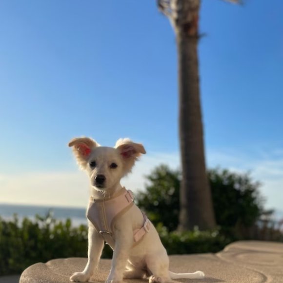 PETsRUS Premium No Pull Dog Harness 2 Leash Clips Beige Leather Neoprene Ivory - Picture 9 of 12